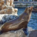 Explore How Westgate Resorts Compares to Other Vacation Brands